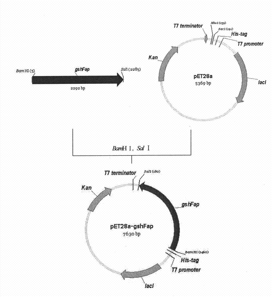 Bifunctional glutathione synthetase and method for producing glutathione by using same