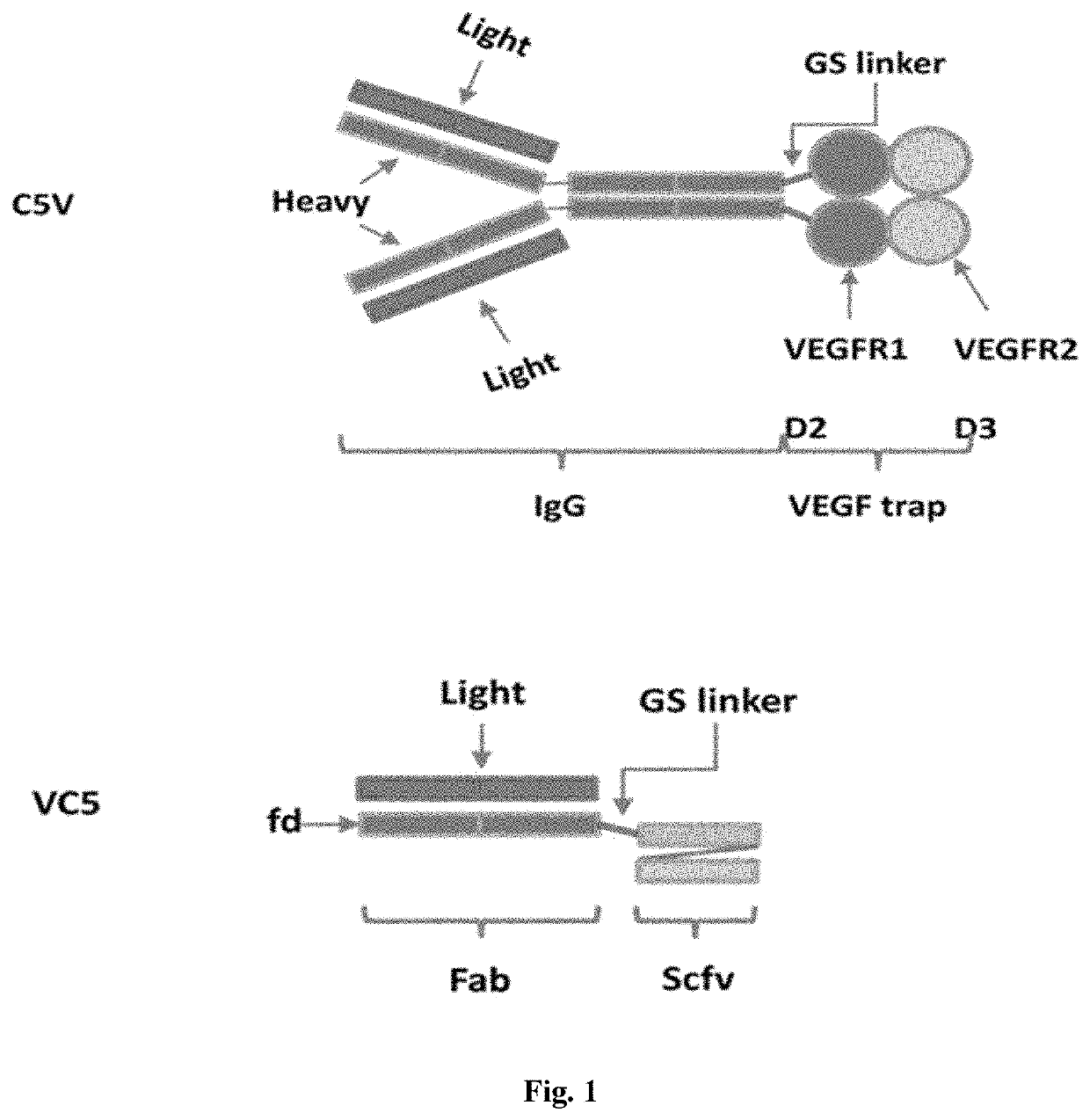Bi-functional fusion proteins and uses thereof