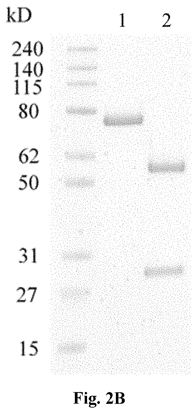 Bi-functional fusion proteins and uses thereof