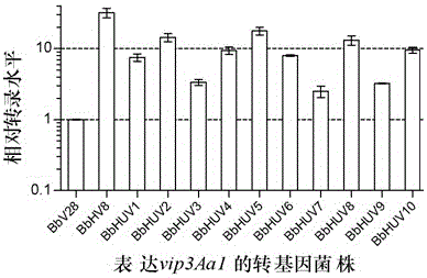 Transgenosis biocontrol engineering fungus for expressing stomach toxicity insecticidal protein by using endogenous security label and construction method of transgenosis biocontrol engineering fungus