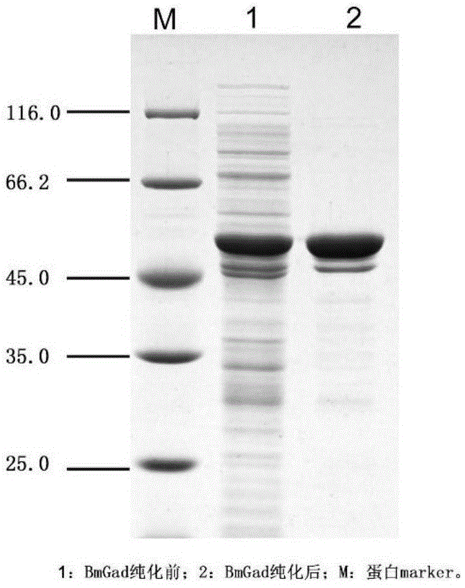 Cloning of novel glutamate decarboxylase gene and application thereof