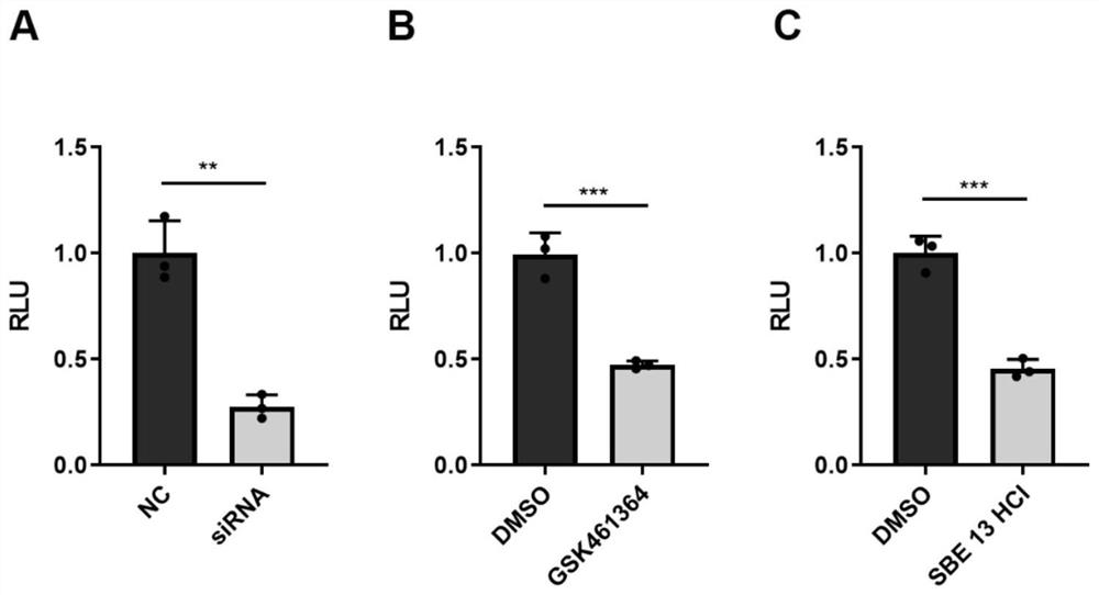 Application of PLK1 as target spot in preparation of medicine for treating Ebola virus diseases