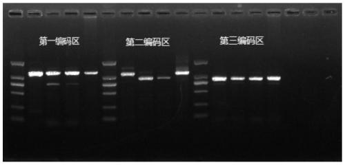 Primer Sets and Methods for Specific Amplification of the Coding Region of vkorc1 Genes of Voles and Microtus