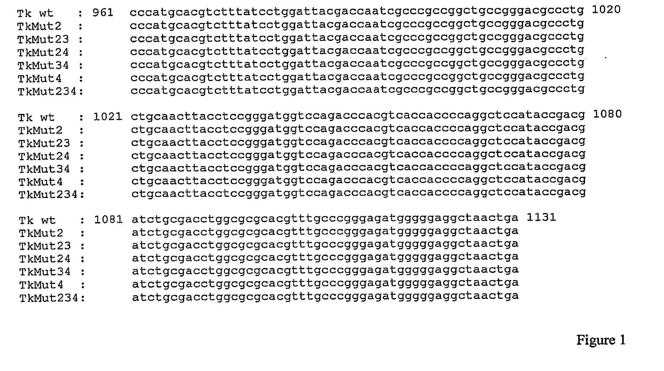 Thymidine kinase