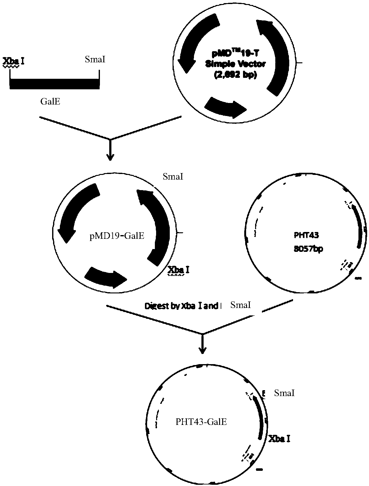 Method for efficiently expressing preparation of UDP-glucose-4-epimerase