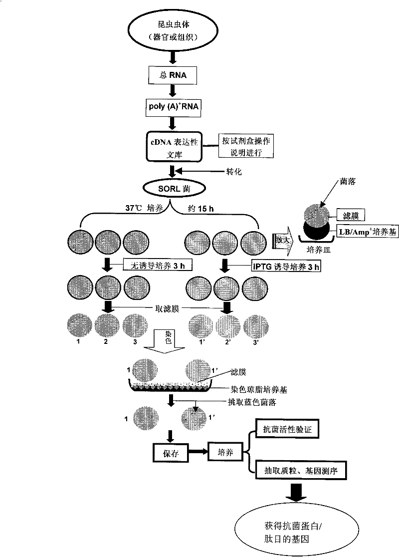Construction of insect source antibiotic protein/peptide gene and screening method thereof