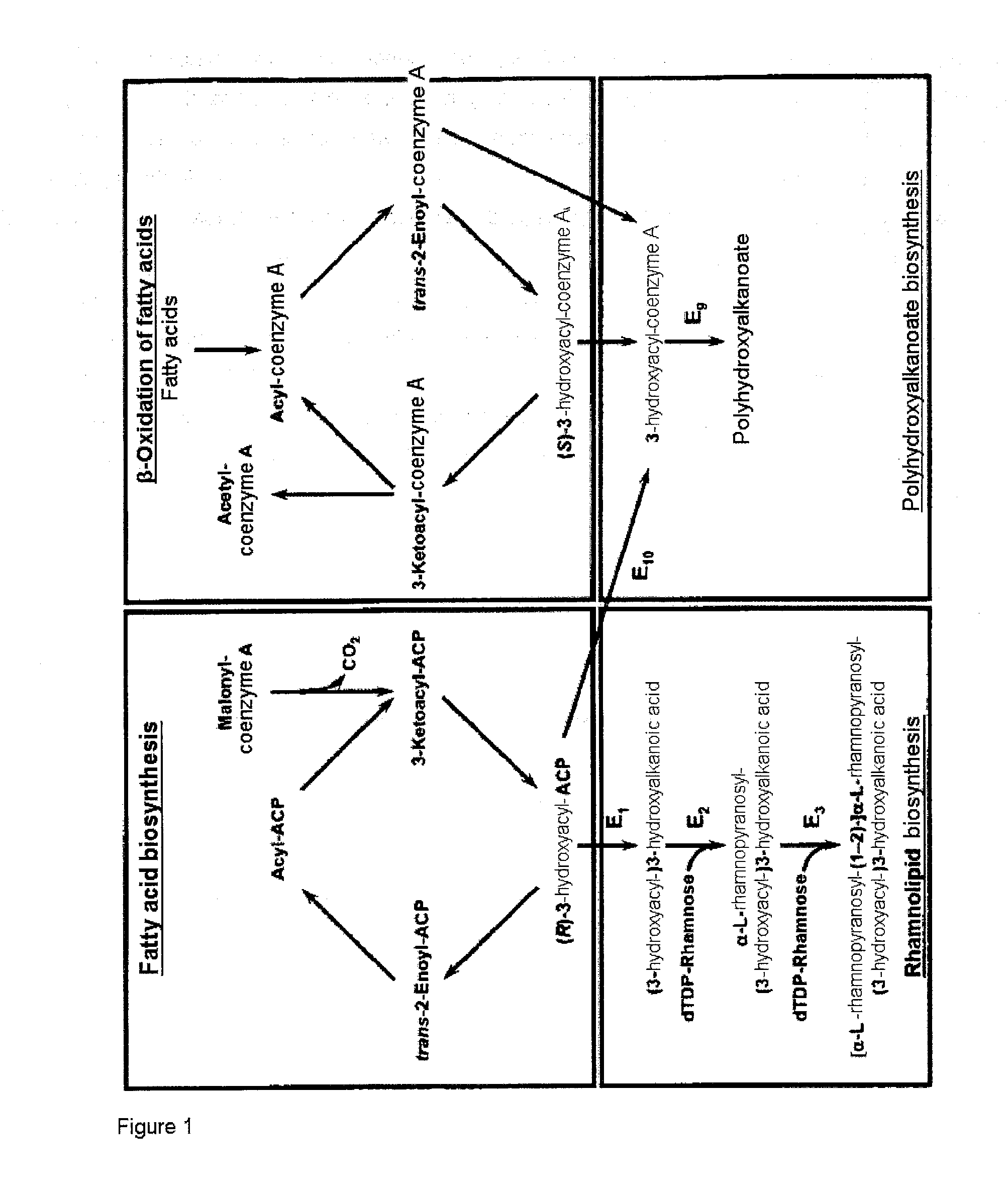 Cells and methods for producing rhamnolipids