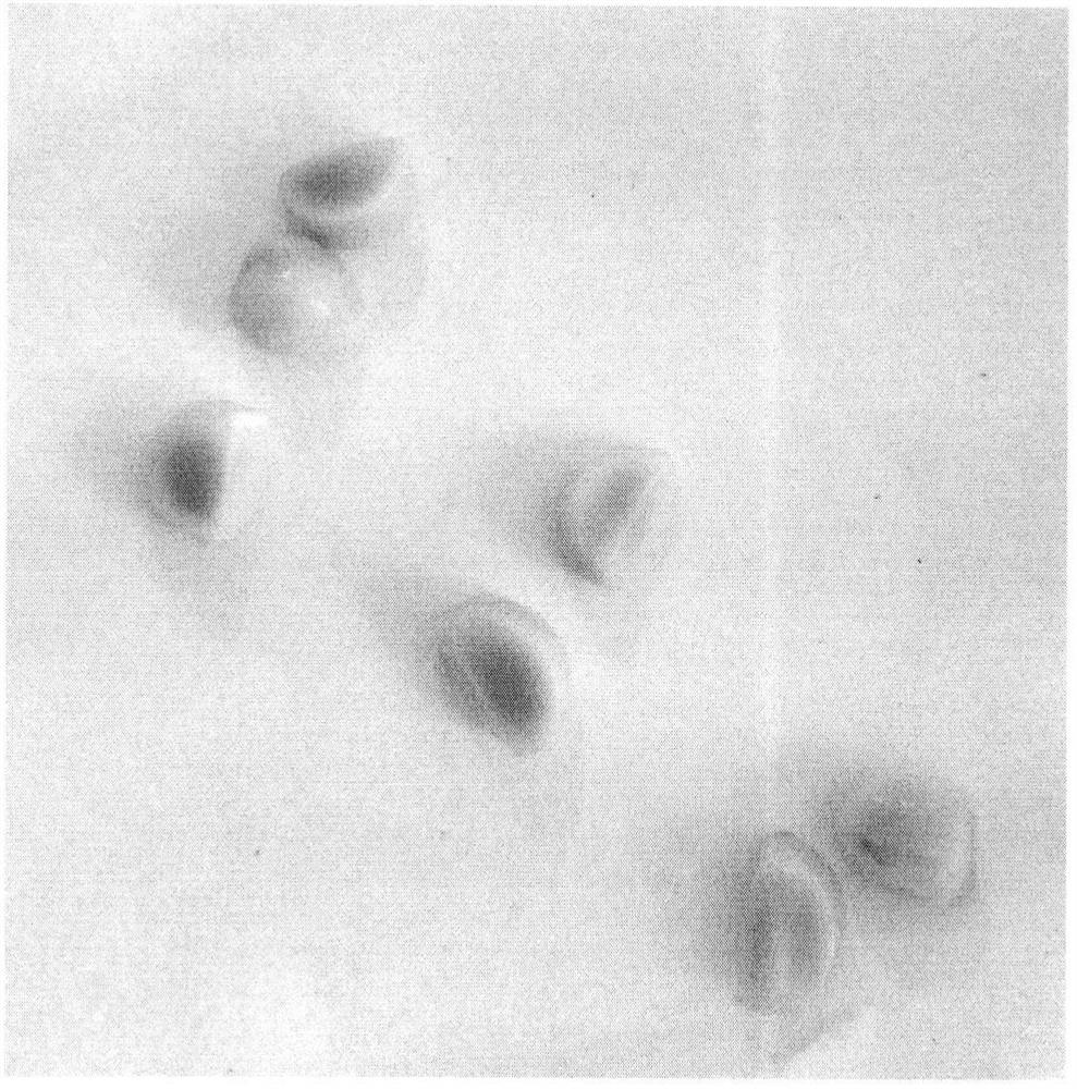 A method for inducing embryogenic callus from immature embryos of Iris germanica
