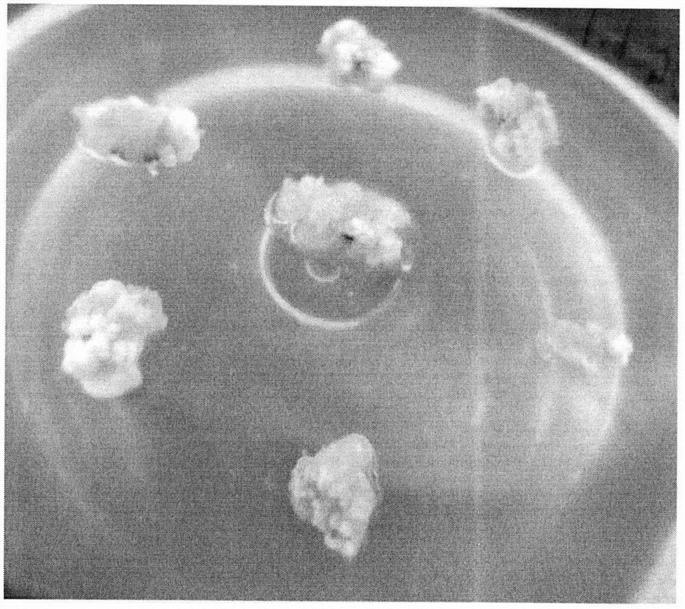 A method for inducing embryogenic callus from immature embryos of Iris germanica