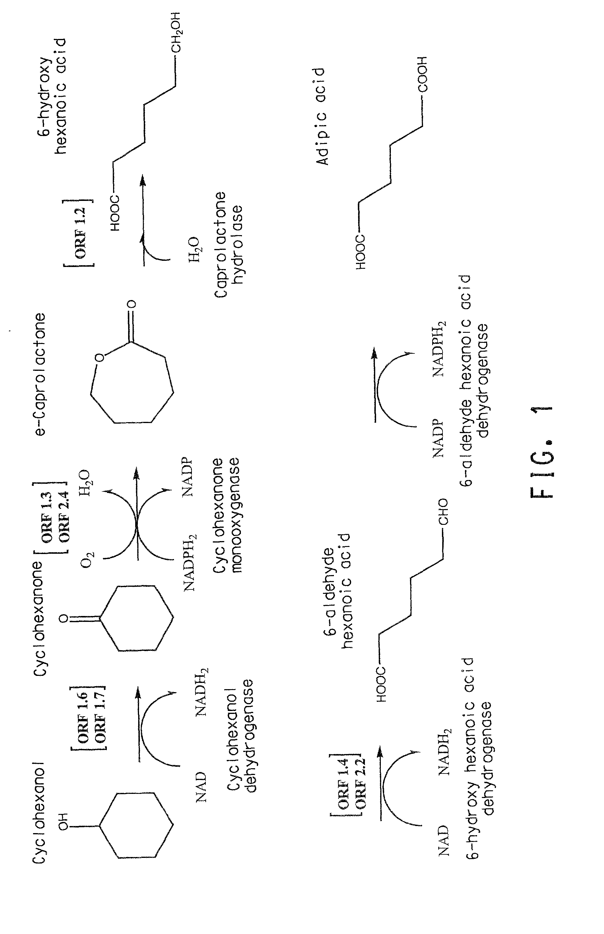 Genes and enzymes for the production of adipic acid intermediates