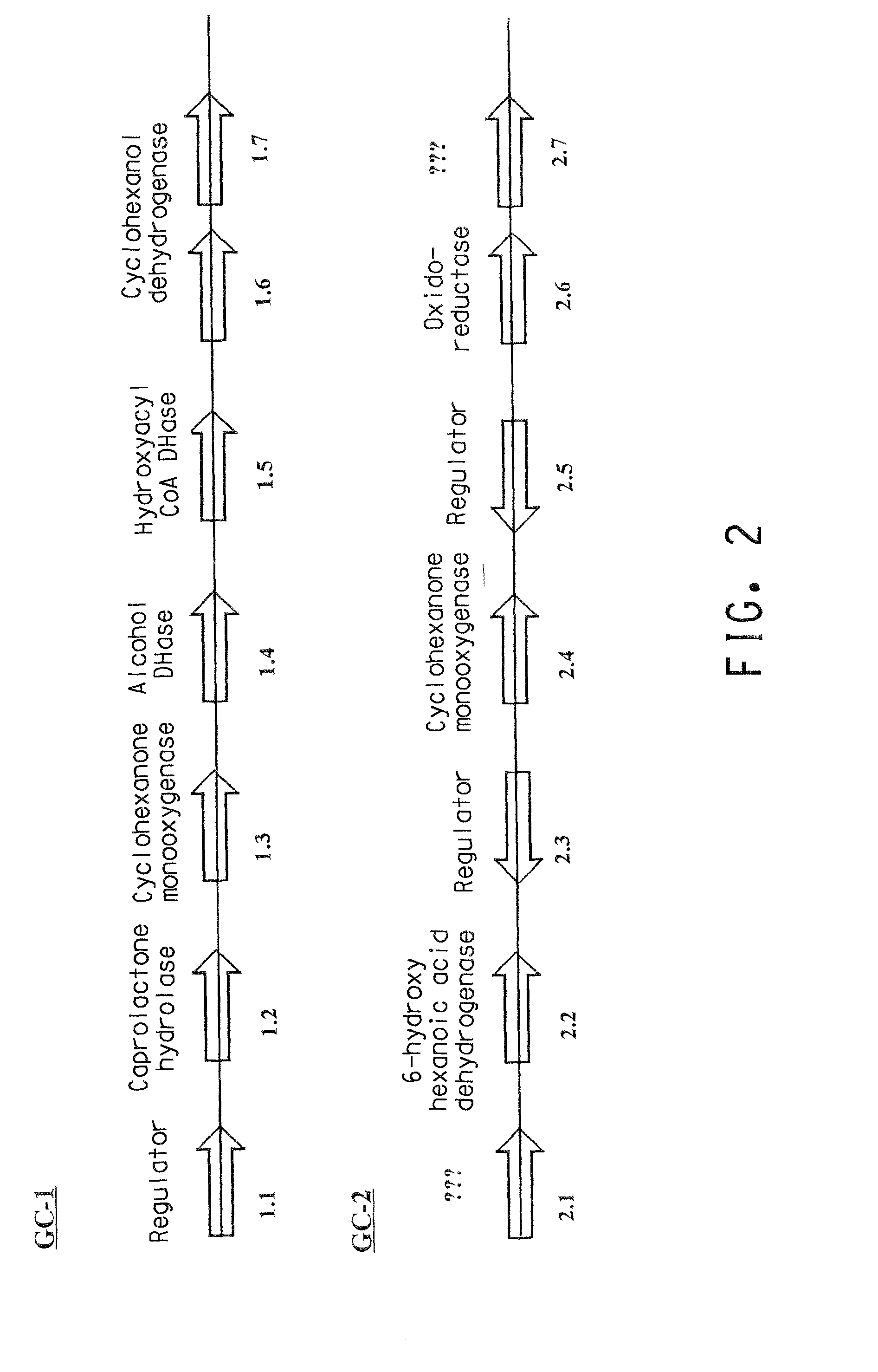 Genes and enzymes for the production of adipic acid intermediates