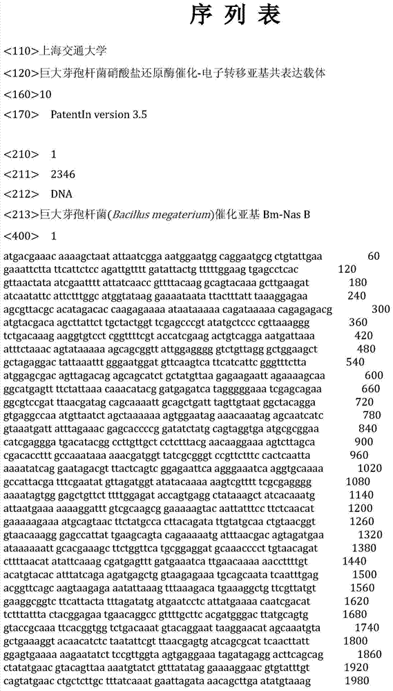 Bacillus megaterium nitrate reductase catalysis-electron transfer subunit coexpression carrier