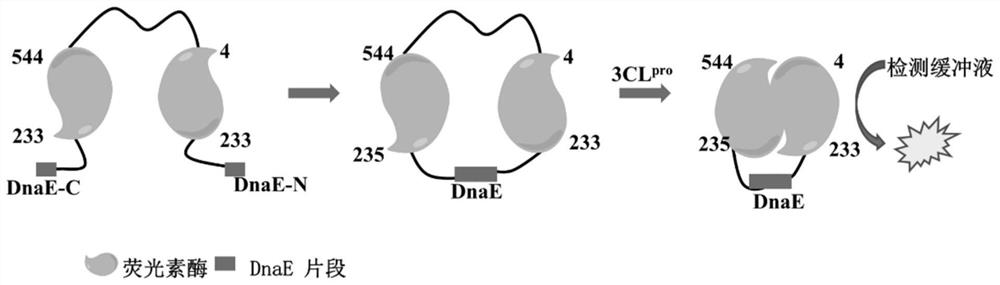 Luciferase complementary system for high-throughput screening of new crown drugs as well as construction method and application of luciferase complementary system