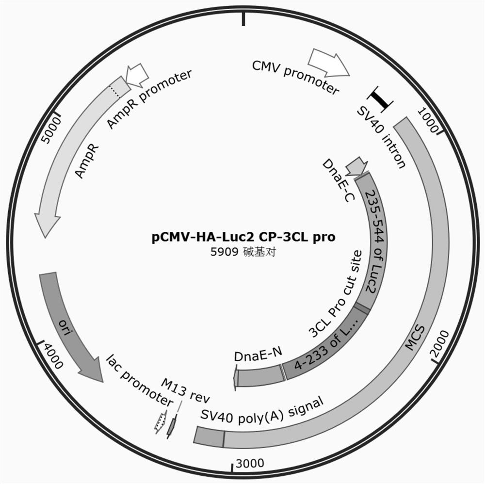 Luciferase complementary system for high-throughput screening of new crown drugs as well as construction method and application of luciferase complementary system