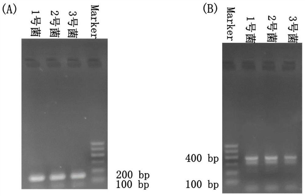 Luciferase complementary system for high-throughput screening of new crown drugs as well as construction method and application of luciferase complementary system