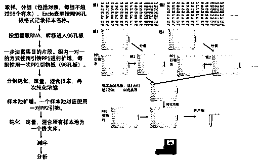 Method for detecting respiratory viruses through next generation sequencing with high flux and application