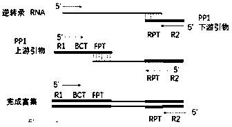 Method for detecting respiratory viruses through next generation sequencing with high flux and application