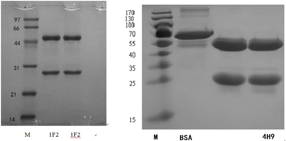 Monoclonal antibody and antibody combination for resisting foot-and-mouth disease type O virus and application thereof in detection of antigens and antibodies of virus