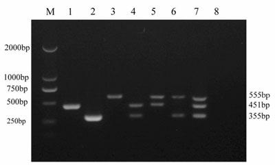 Ternary PCR (polymerase chain reaction) kit for canine distemper virus, enteritis parvovirus and Aleutian disease virus