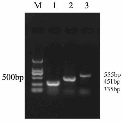 Ternary PCR (polymerase chain reaction) kit for canine distemper virus, enteritis parvovirus and Aleutian disease virus
