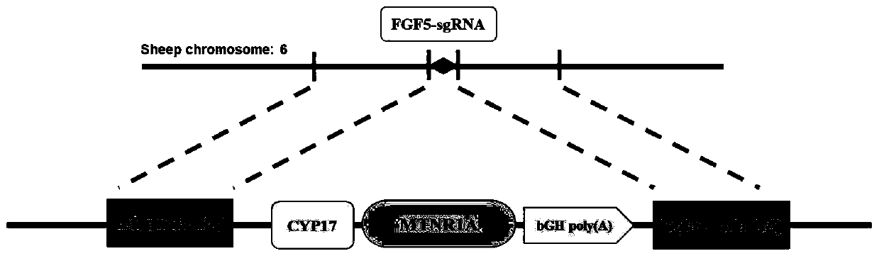 Method for knocking out CRISPR/Cas9 mediated sheep FGF5 gene and integrating MTNR1A gene at fixed point