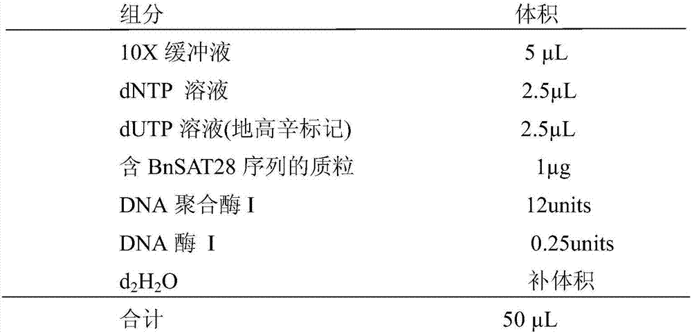 Two black mustard repeated DNA sequences and application thereof