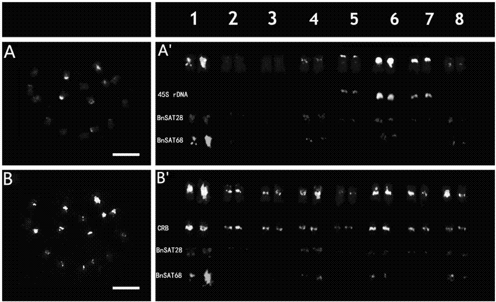 Two black mustard repeated DNA sequences and application thereof