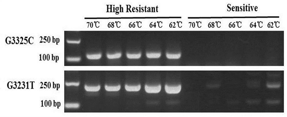 Method for detecting mutation site of phytophthora nicotianae cellulose synthase Q1077H