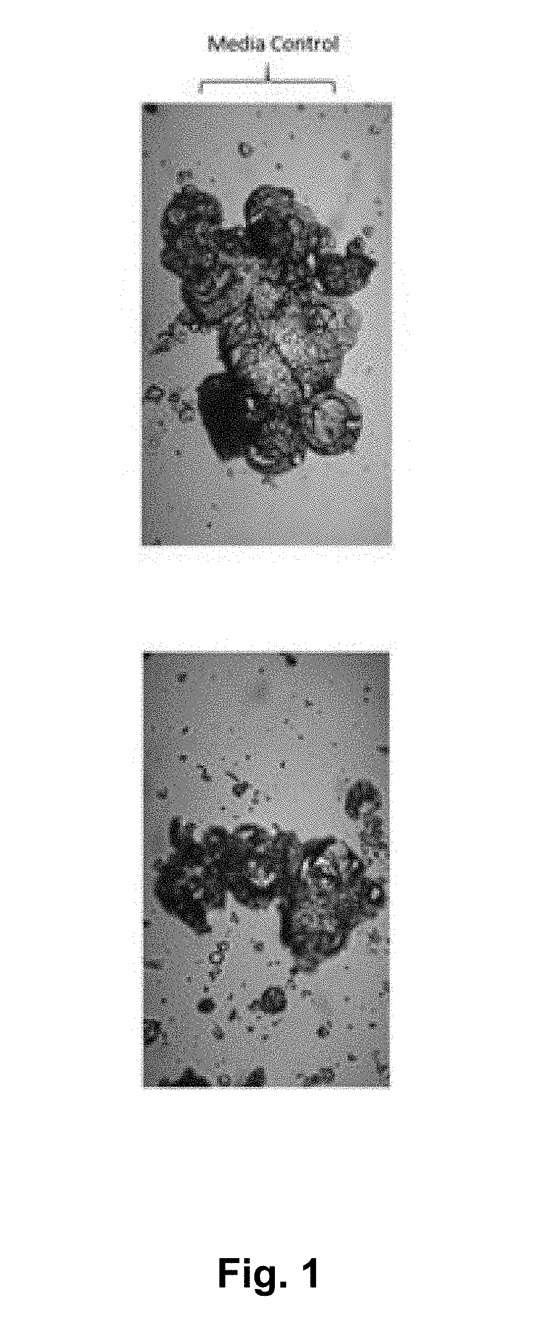 Methods for the Production and Use of Myceliated High Protein Food Compositions