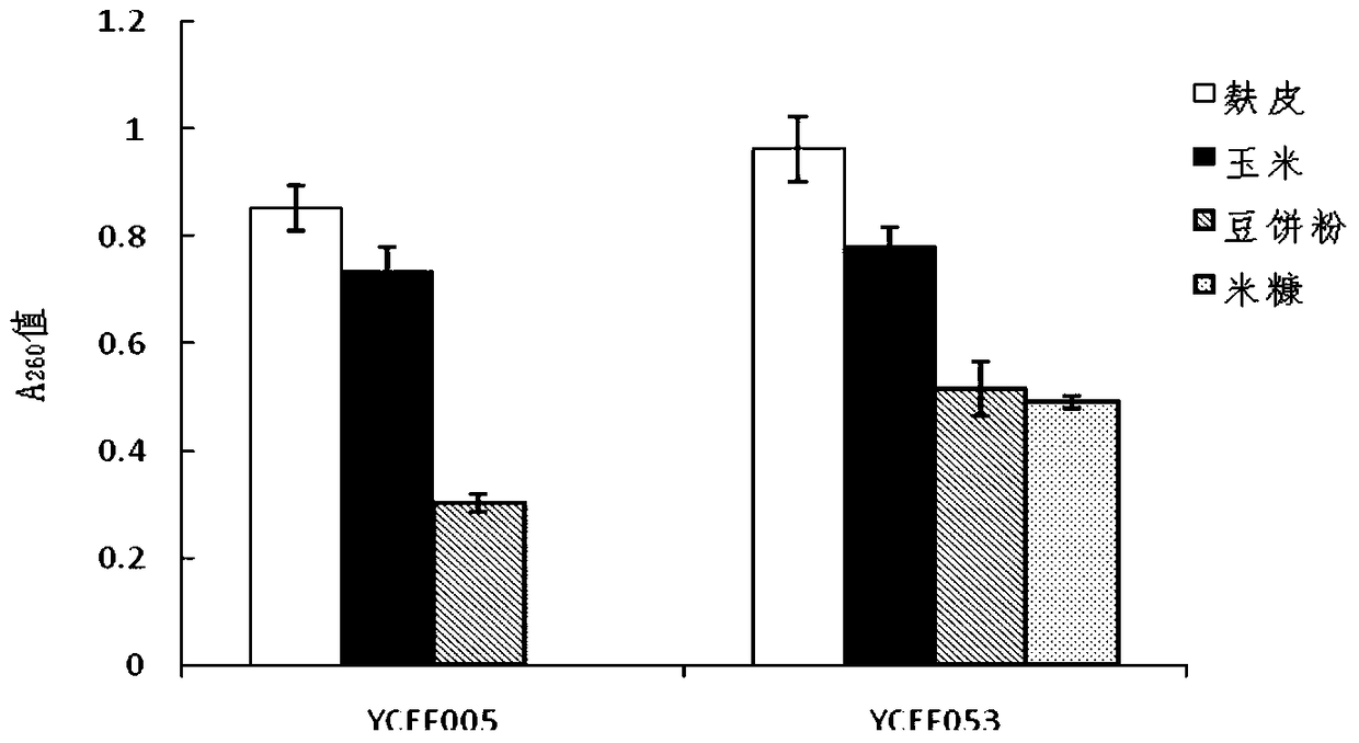Solid-state fermentation medium of tobacco endophytic fungus strain ycef005 and its cultivation method