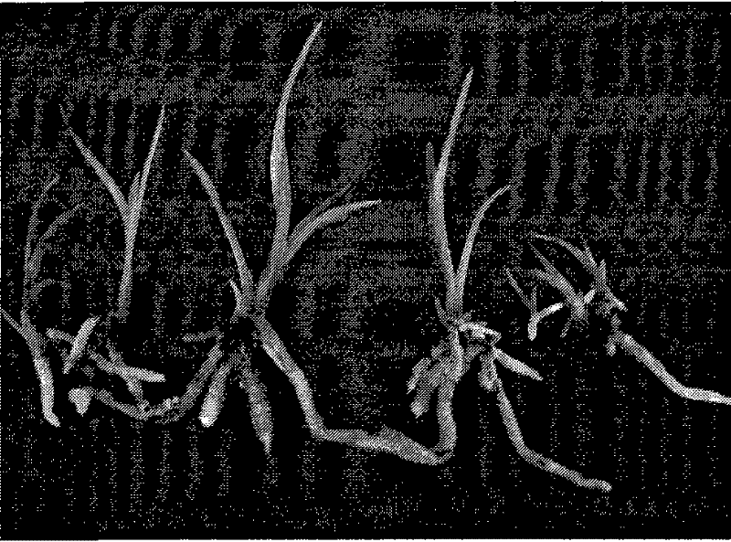 Culture medium and method for culturing tissues of Chinese cymbidium faberi rolfe