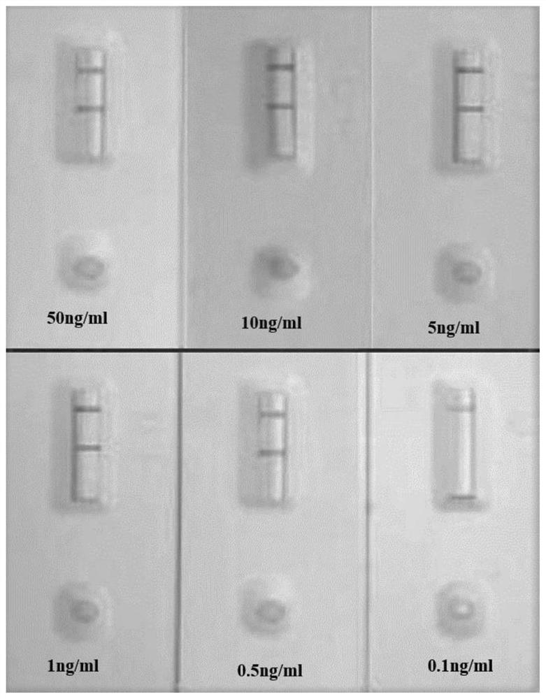 Test strip for detecting cerebral hemorrhage 31-kDa Occludin after thrombolysis as well as preparation method and application of test strip