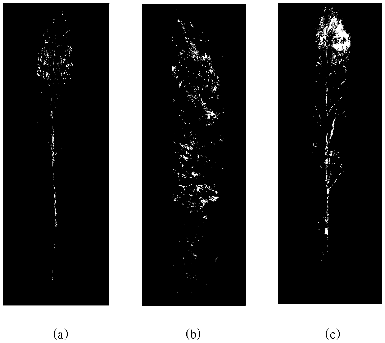 Automatic tree classification method based on laser scanning 3D point cloud based on deep learning