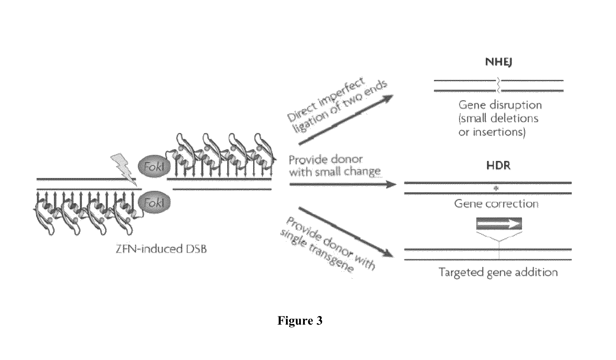 Assay to determine LRRK2 activity in parkinson's disease