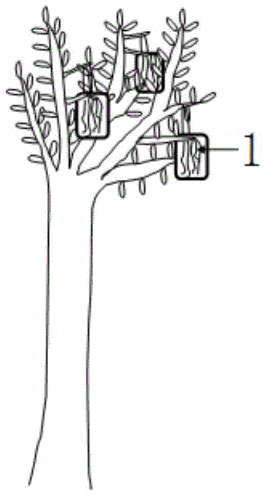 Culture method for obviously increasing height and wood volume of tree