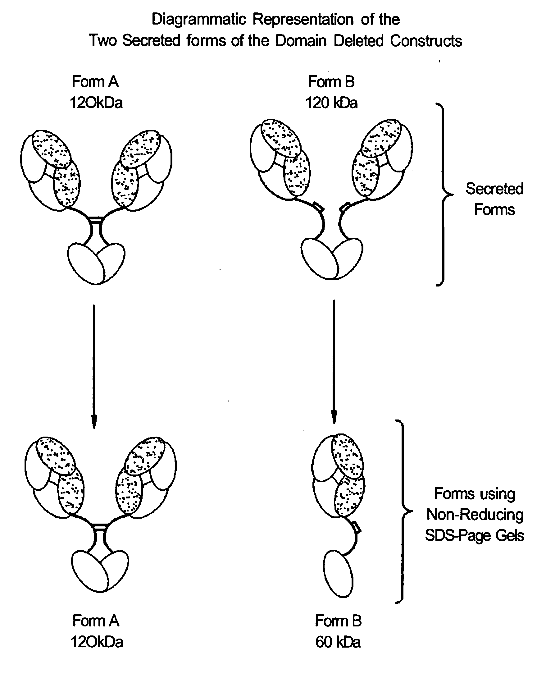 Multispecific binding molecules comprising connecting peptides