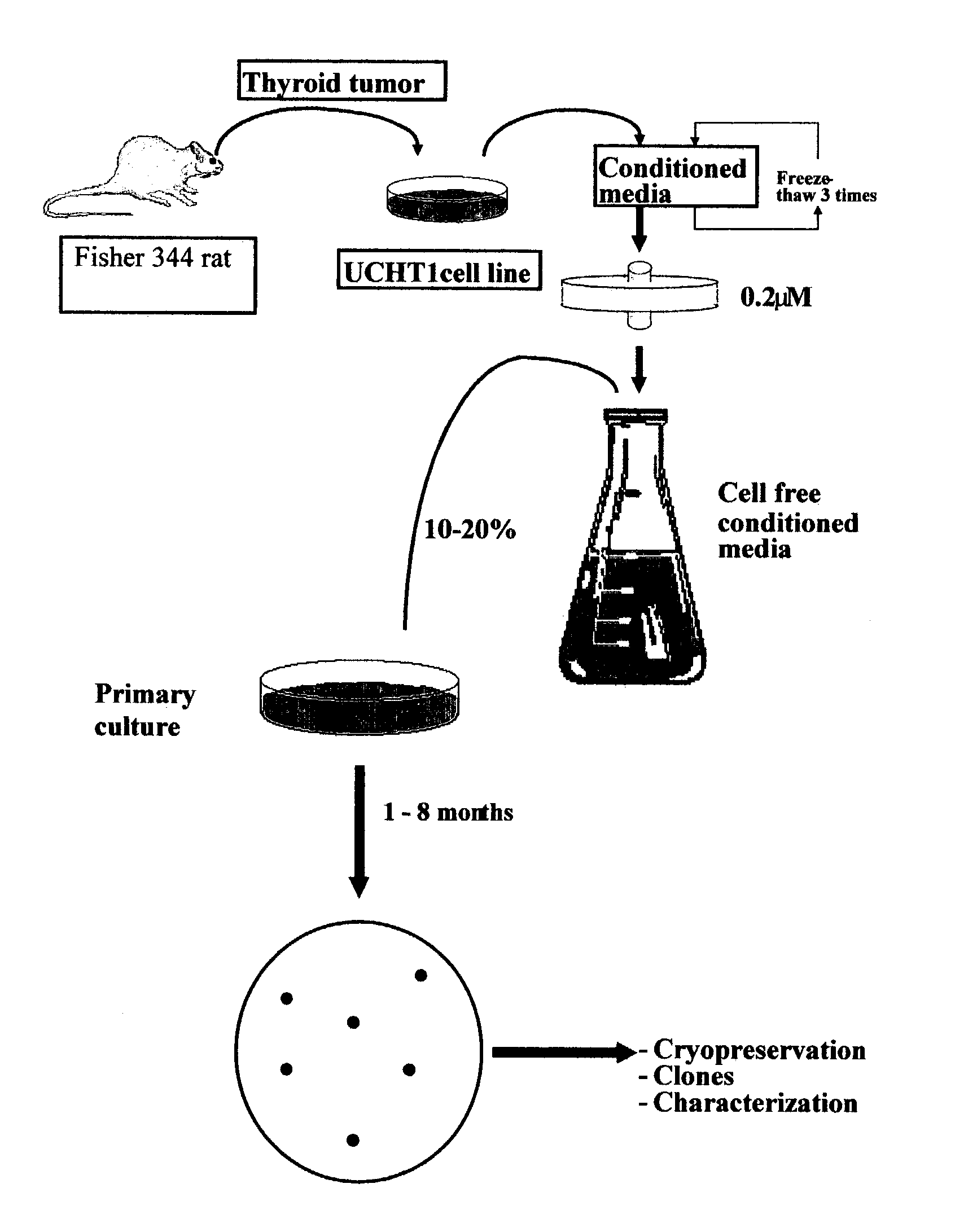 Proliferated cell lines and uses thereof