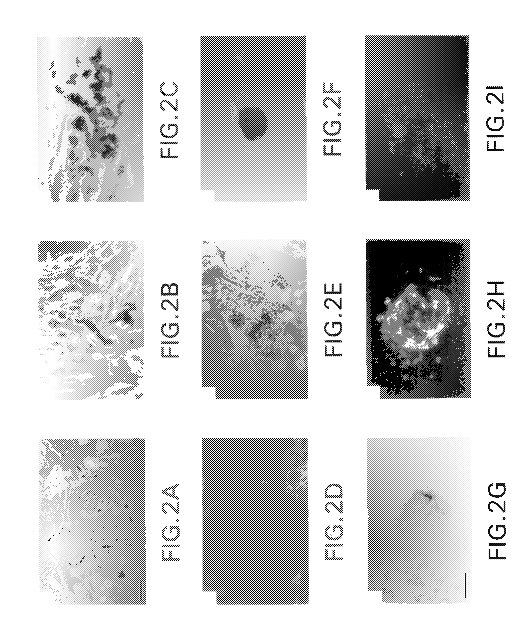 Pluripotential embryonic stem cells and methods of making same