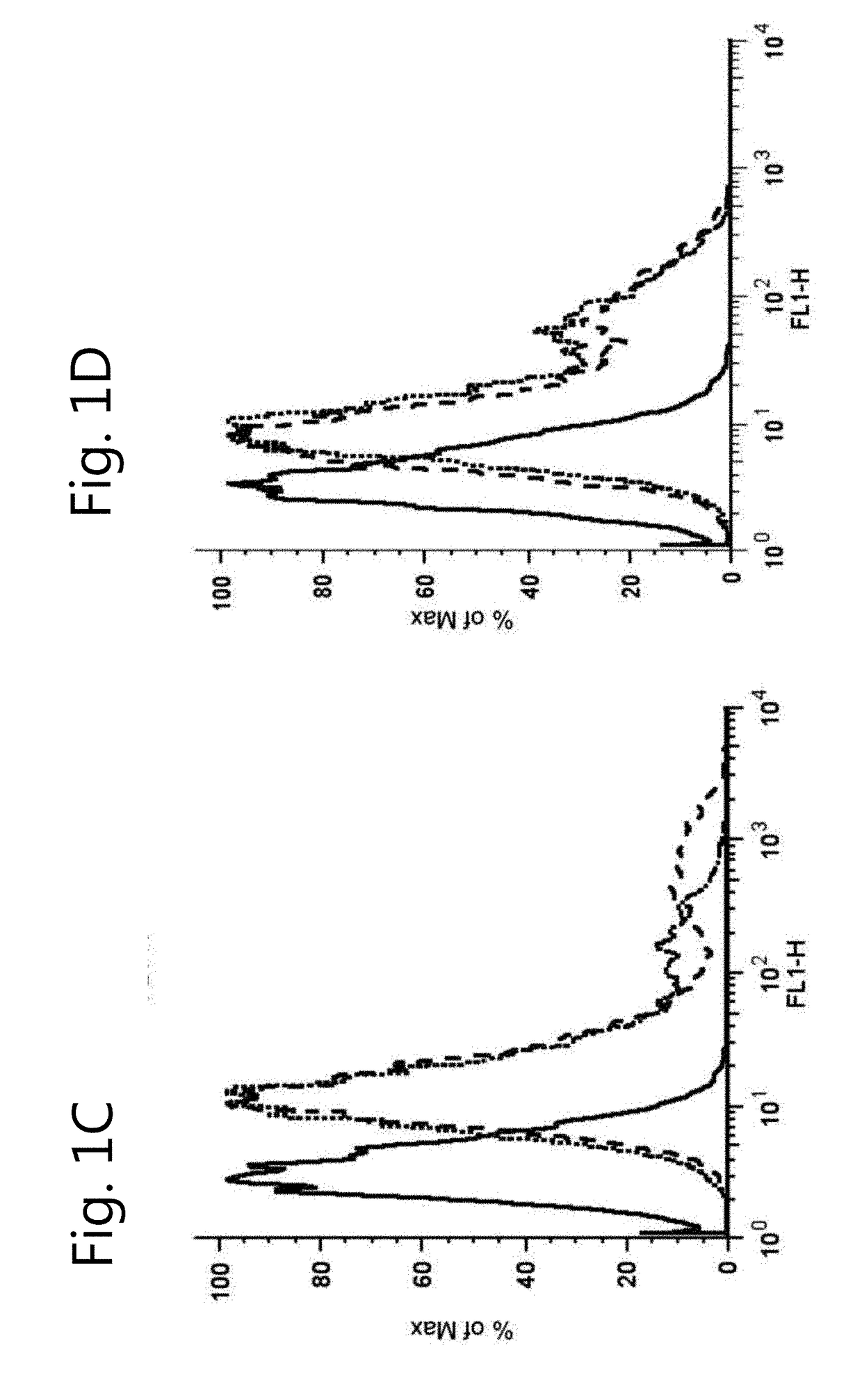 A renal cell line with stable transporter expression