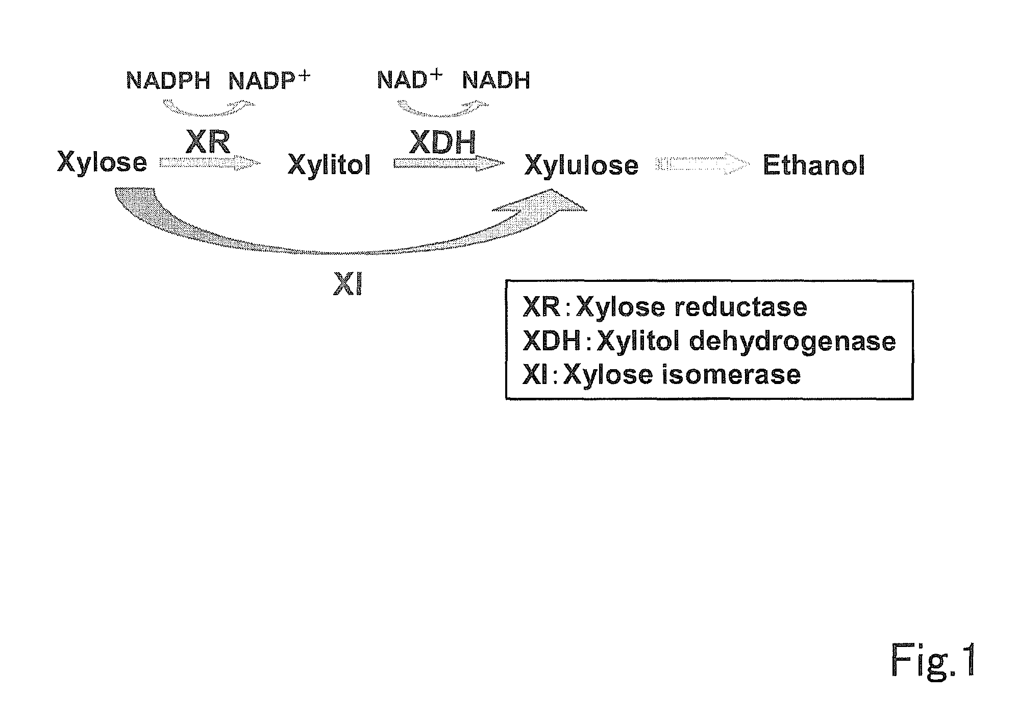 Xylose isomerase and use thereof