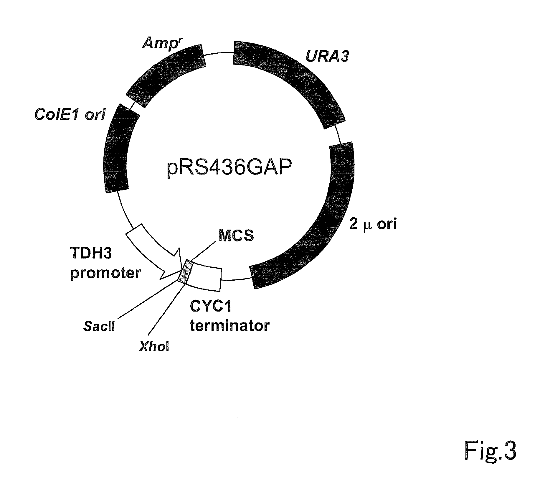 Xylose isomerase and use thereof