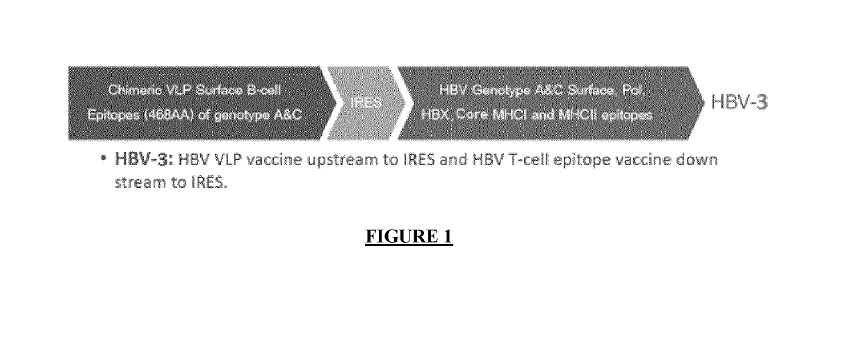 Lentiviral vectors for expression of hepatitis b virus (HBV) antigens