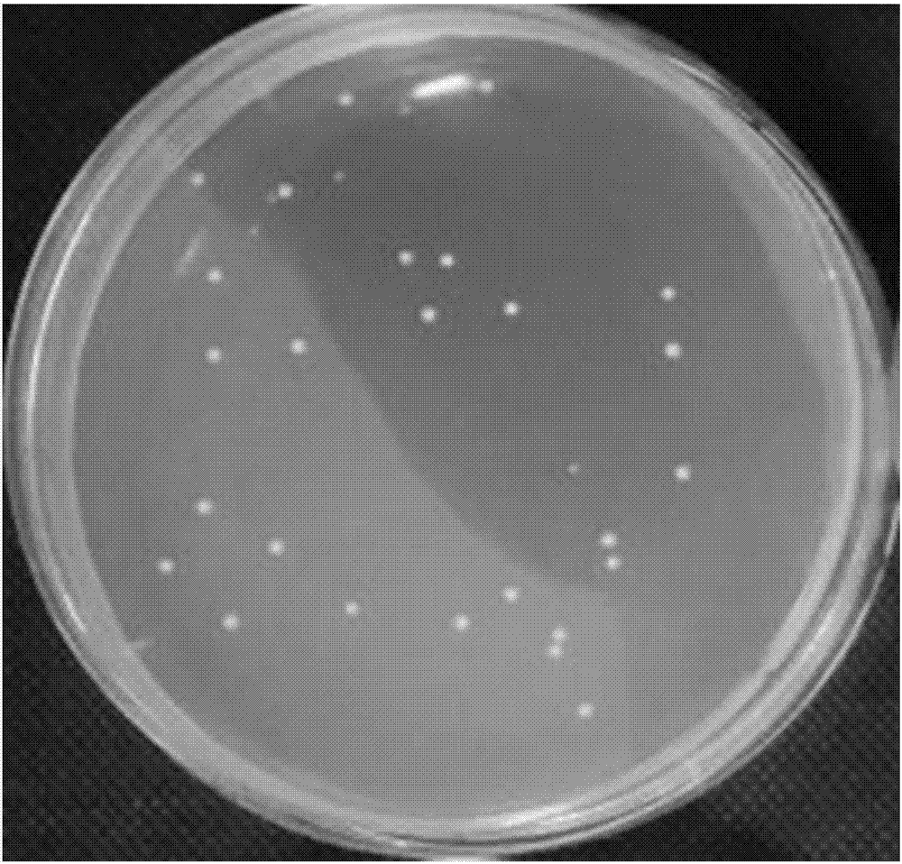 Lactobacillus reuteri and application of lactobacillus reuteri in preparing vaginal antibacterial drug