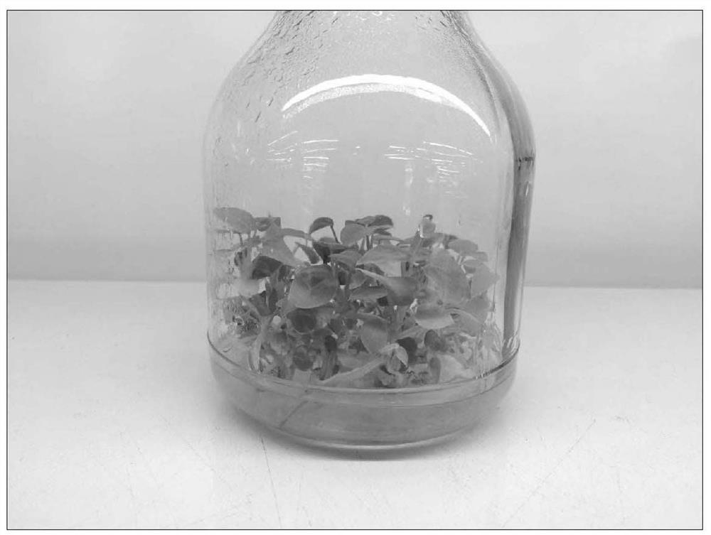 A method for in vitro preservation of anthurium germplasm resources