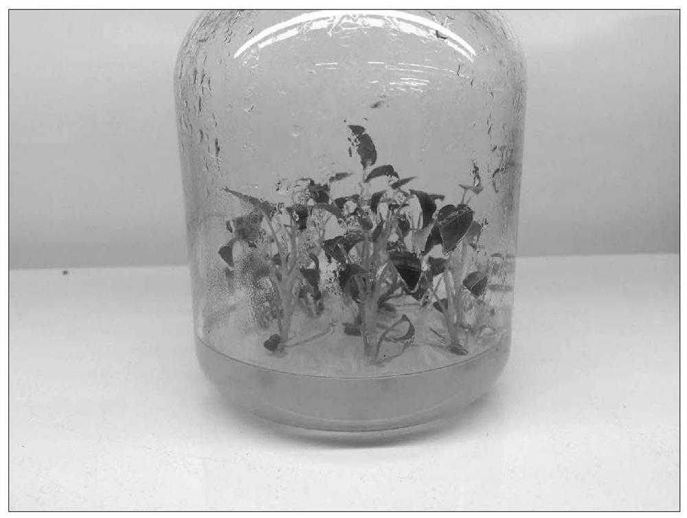A method for in vitro preservation of anthurium germplasm resources