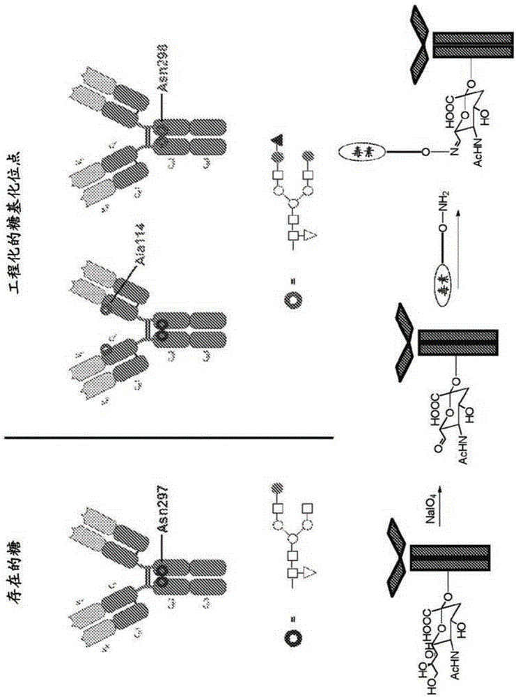 Site-specific antibody-drug conjugation through glycoengineering