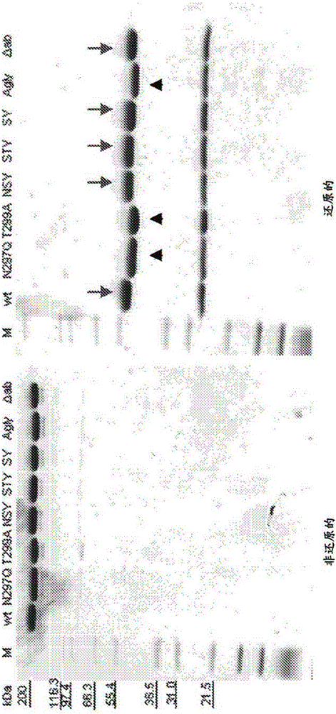 Site-specific antibody-drug conjugation through glycoengineering