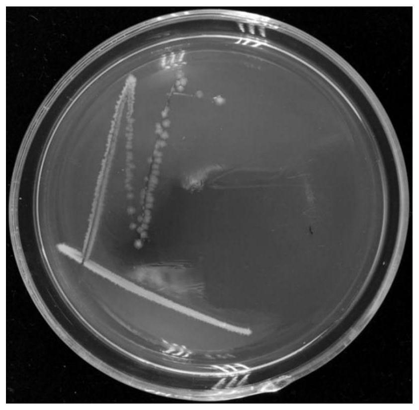 Paenibacillus polymyxa strain capable of preventing and treating root rot of salvia miltiorrhiza and application of paenibacillus polymyxa strain