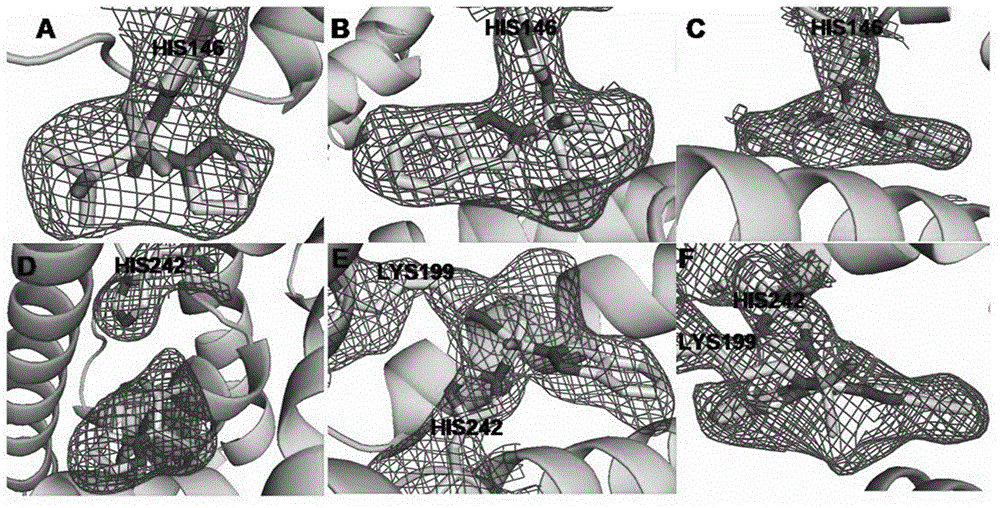 Preparation and application of human serum albumin-ruthenium inorganic drug complex