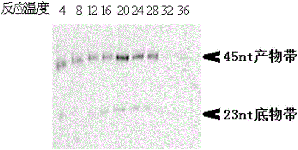 Preparation method and application of low-temperature bacterium DNA ligase